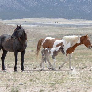 Spirit of the Onaqui: “The Wild Horses of Utah” In the wide, open expanse of Utah’s west desert, the