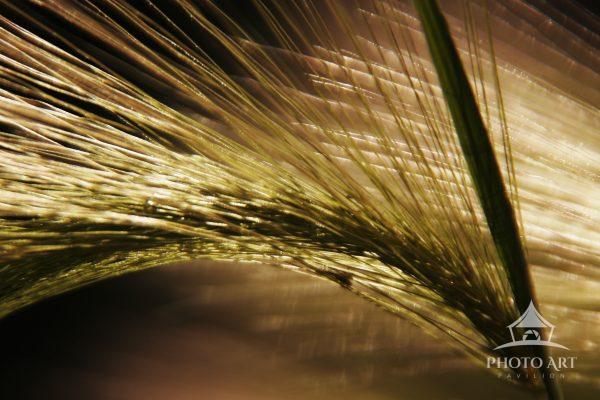 Light dancing through Foxtail grass