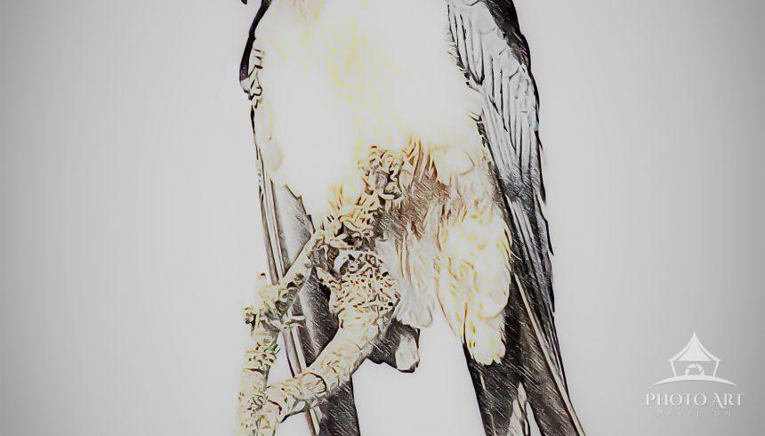 A beautiful bird of prey, perched and quiet in the early morning. Constantly vigilant, but