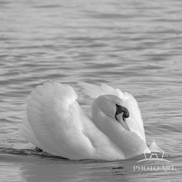 A mute swan at Lake of the Lillies in Point Pleasant, NJ