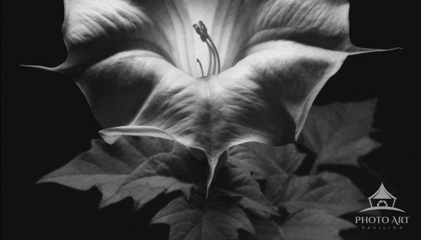 Jimson Weed Datura stramonium