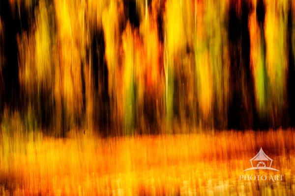 Abstract image along the Gunflint Trail north of Grand Marais, MN. We stop often along the Gunflint
