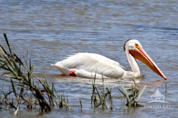 Capturing a pelican isn’t just taking a picture, it’s timing a story. The slow, deliberate glide…
