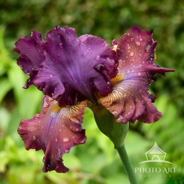 This picture was taken at Lancraft garden in Mattituck while I was on a workshop enjoying all the