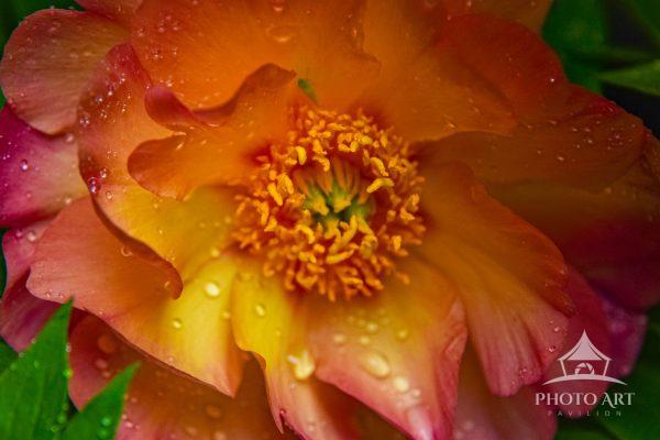 On a photography workshop at Landcraft Gardens in Mattituck. This gorgeous rosereally caught my eye,