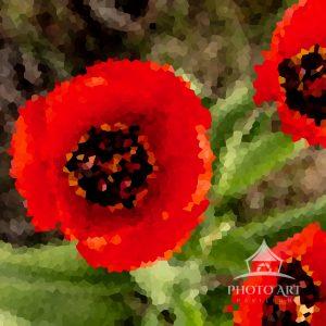 Tulips are grow from the bulbs. There are nice flowers to look at and come in many different colors.