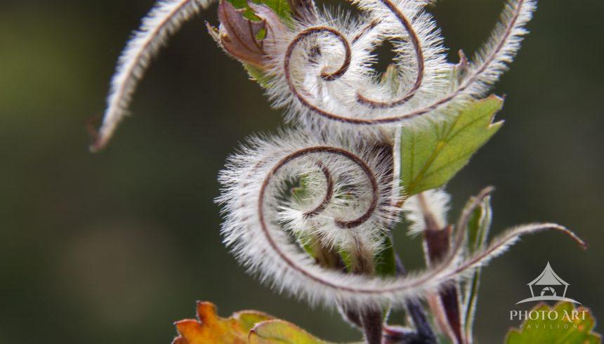 A ballet...a waltz...a tango. The party begins when the Mountain Mahogany puts on her dance shoes.