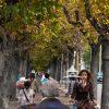The artwork is a photograph capturing a tree-lined pedestrian walkway during autumn. The trees form
