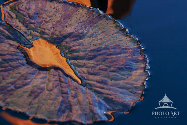 Colors of the Sunset caught on a water lily leaf