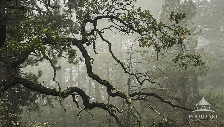 Foggy morning in the Forest. From "Waiting for the Fog to Clear" series