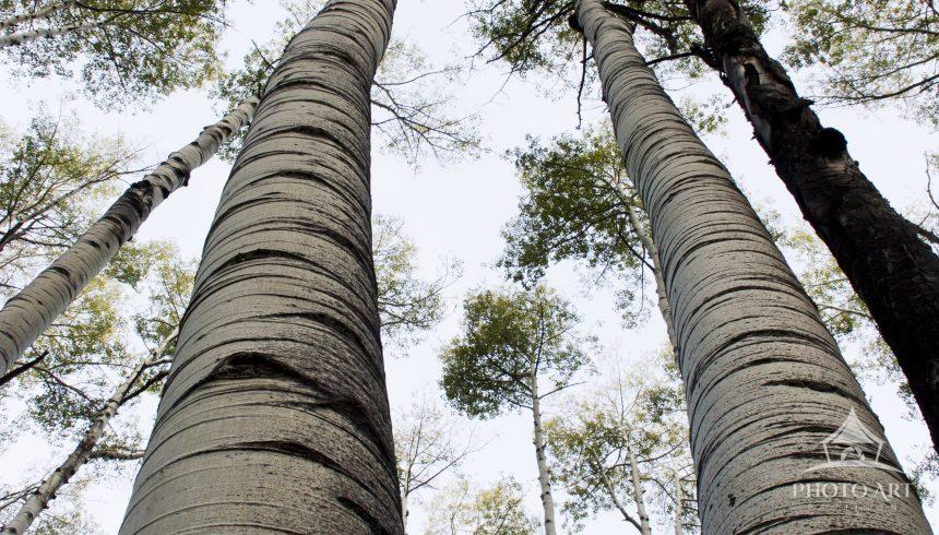 Tall Aspens seeming to stretch to the far reaches of Heaven