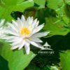 The artwork showcases a white water lily with delicate petals radiating outward, centered around a