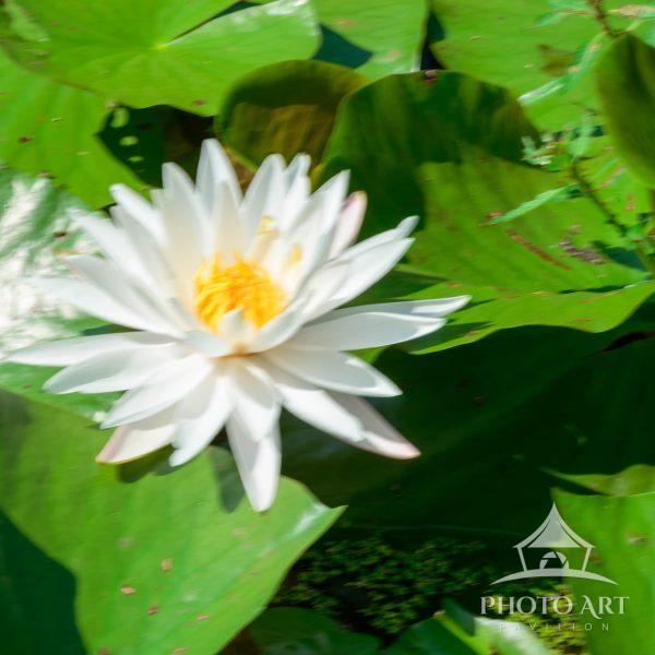 The artwork showcases a white water lily with delicate petals radiating outward, centered around a