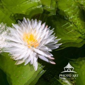 The image showcases a white water lily with a yellow center surrounded by lush green lily pads. The