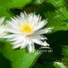 The artwork features a white water lily with delicate petals layered in a soft, ethereal manner,