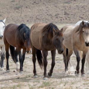 Spirit of the Onaqui: “The Wild Horses of Utah” In the wide, open expanse of Utah’s west desert, the