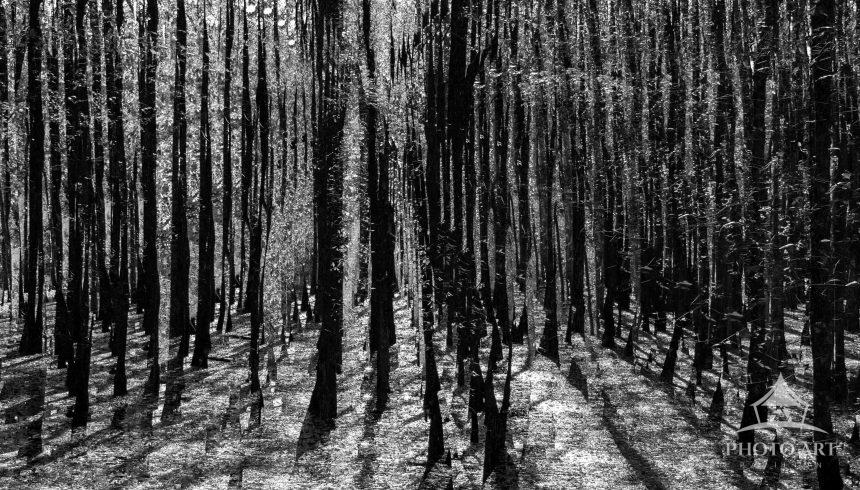 These trees were backlit in a swampy area and I did 10 multiple exposures to create this abstract