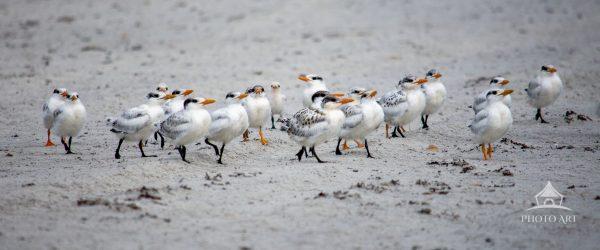 These adorable baby terns are following each other to go back to their nesting area.