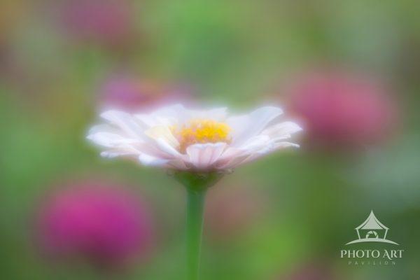 I used a special Lens Baby lens to create this glowing effect on this flower.