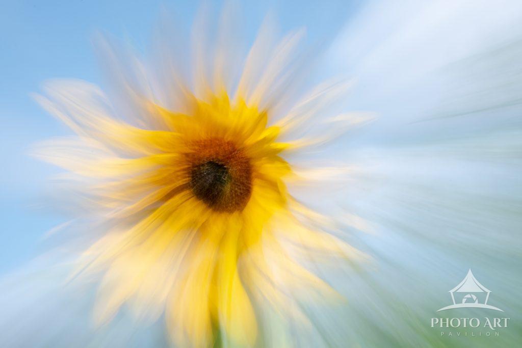 This photo was taken at a floral nursery. I used my ICM technique zooming out to create this bright