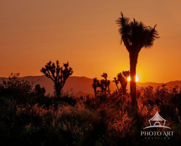 The warm glow of the sunset behind the Joshua trees is also casting some light on the lovely