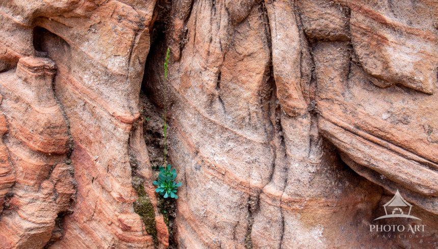 A tiny bit of life amongst these ancient rock formations.