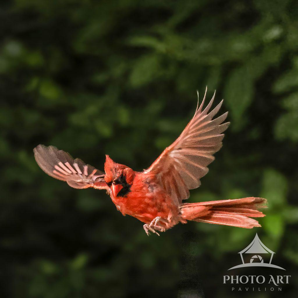 Male Cardinal in Flight Photo Art Pavilion