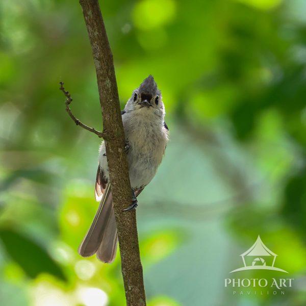North American songbird. The most well-known is the Tufted Titmouse a gray bird with a crest and