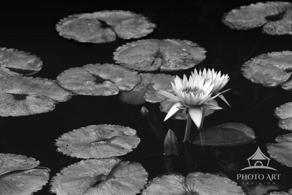 The water lilies are taking center stage surrounded by supporting cast of lily pads.