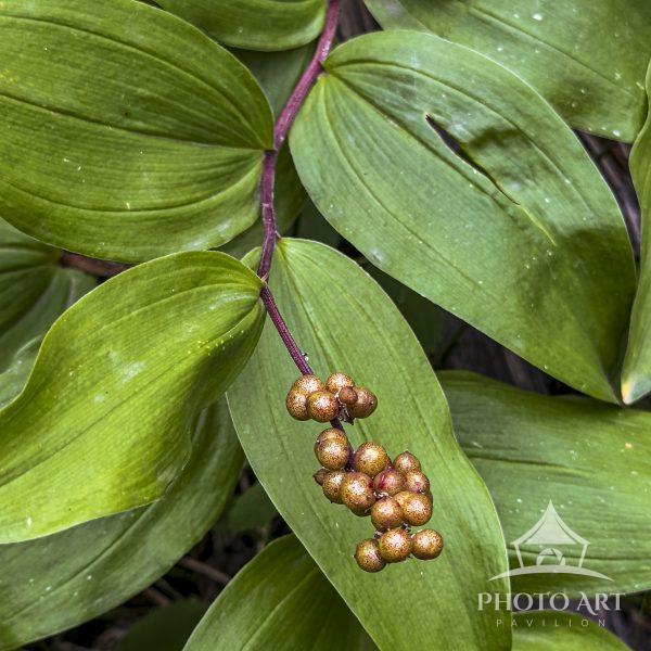 The sensuous path of the stem leads through the leaves to the prize of the berries.
