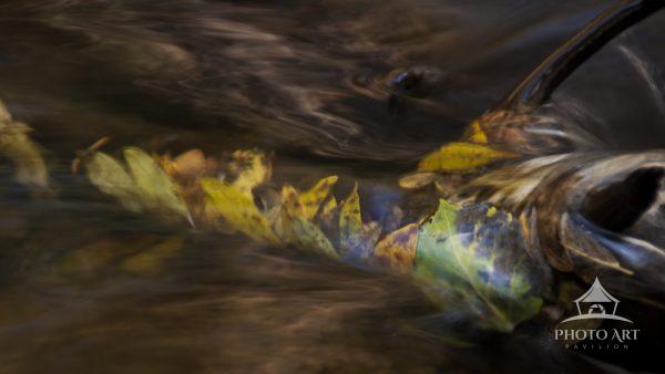 Autumn leaves Trapped against a branch in a stream.