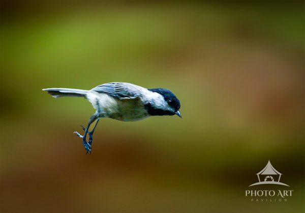 A chickadee is captured in mid-flight against a softly blurred green background. The bird's