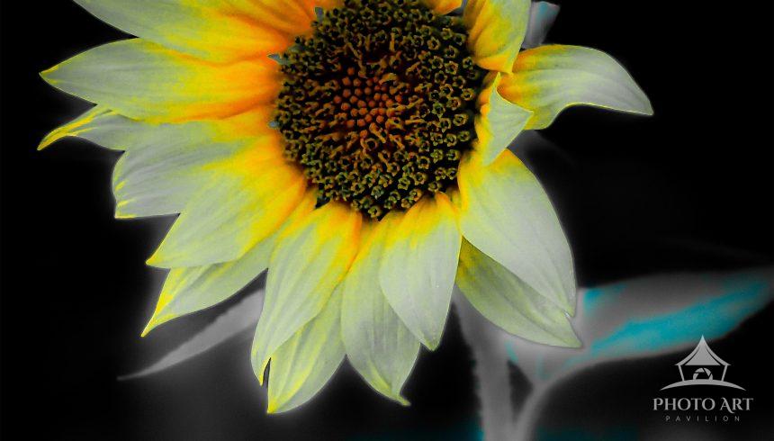 An artistically styled sunflower photograph of a sunflower pops with shades of yellow and gold on a