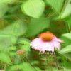 The artwork is a photograph capturing a close-up view of a single pink coneflower with a vibrant