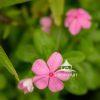 A visit to the nursery after a light rain provided the opportunity to capture the plants, and