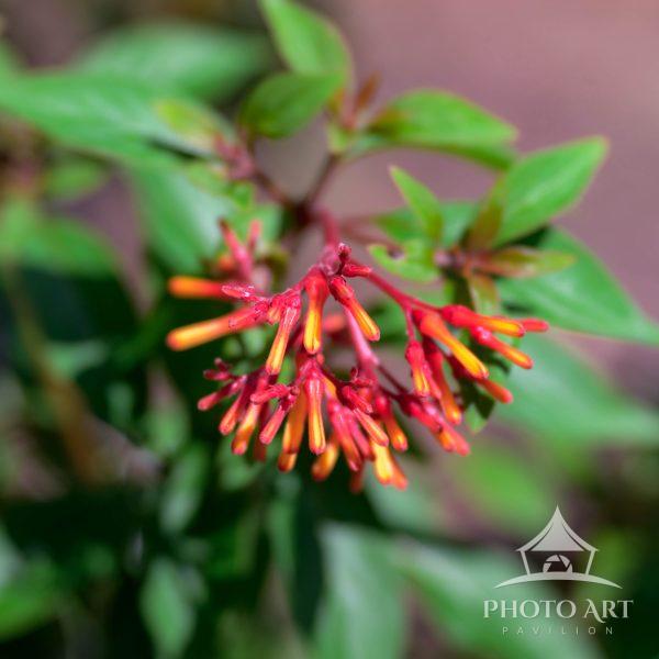 Scarlet Bush, Fire Bush. A plant native to this locale. A close-up view of a cluster of tubular