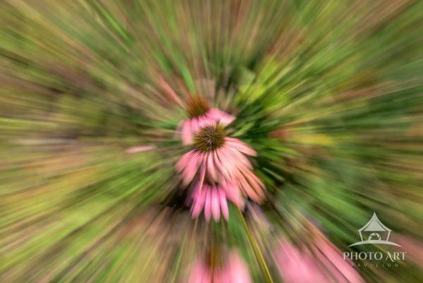 A vibrant photograph of a pink cone flower with a spiky brownish-green center. The flower is sharply