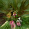 The photograph focusing on a single pink flower with a large central orange-brown disk surrounded by