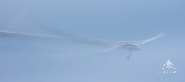 A panning motion of an egret flying free!