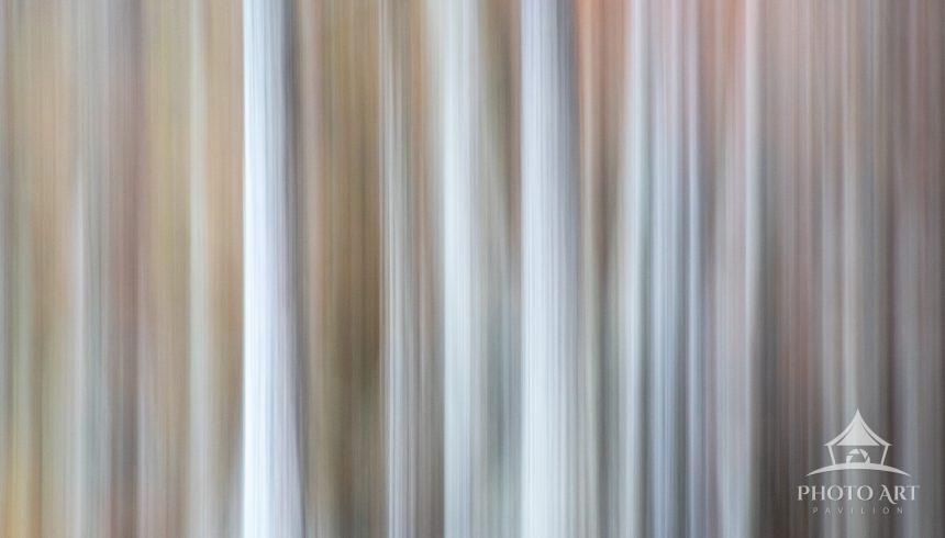 An upward swipe of Cypress trees in Fall colors in the fog.