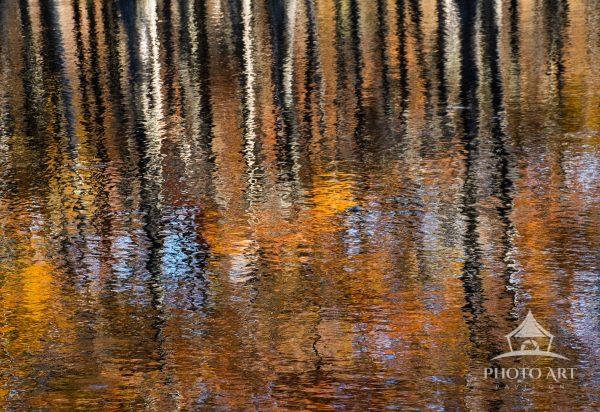 A total reflection of Cypress trees in the Fall