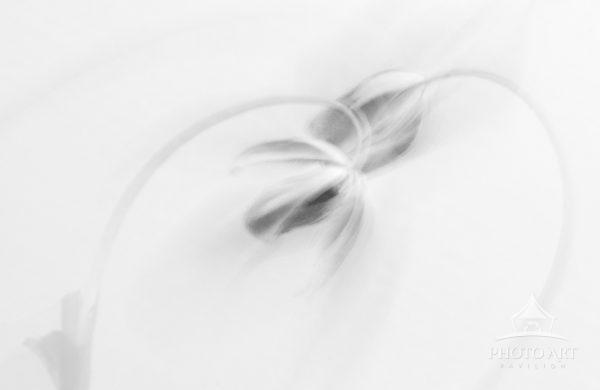 These are two fading tulips touching each other and almost forming a heart shape. It was a still