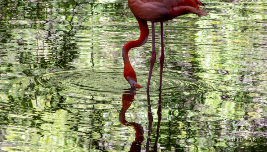 A lone flamingo dipping into the water to find food in this lovely light and reflections.