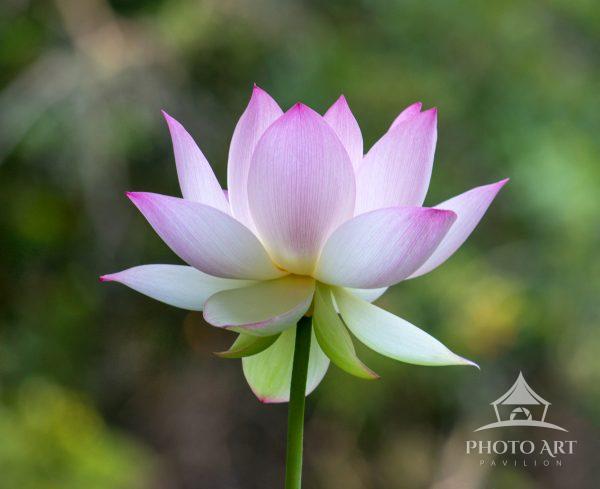 I discovered this beautiful Lotus pond and went back several times to get the right light and found