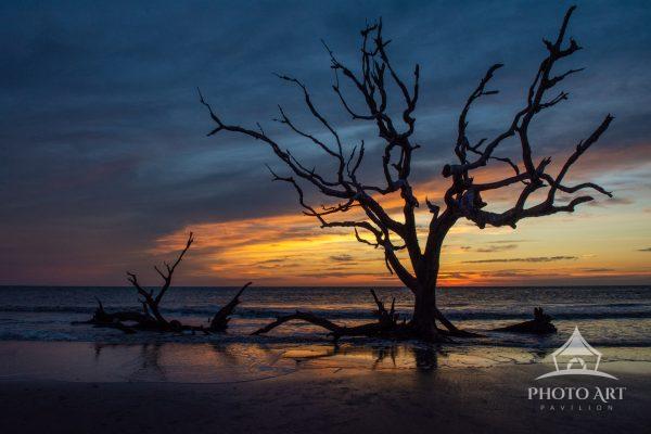 A lovely sunrise at Driftwood Beach on Jekyll Island. This iconic weathered tree was a popular spot