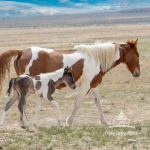 Spirit of the Onaqui: “The Wild Horses of Utah” In the wide, open expanse of Utah’s west desert, the