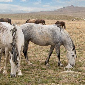 Spirit of the Onaqui: “The Wild Horses of Utah” In the wide, open expanse of Utah’s west desert, the
