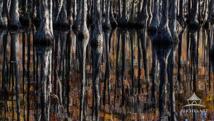 Cypress tress  and reflections in their peak Fall colors along the water.