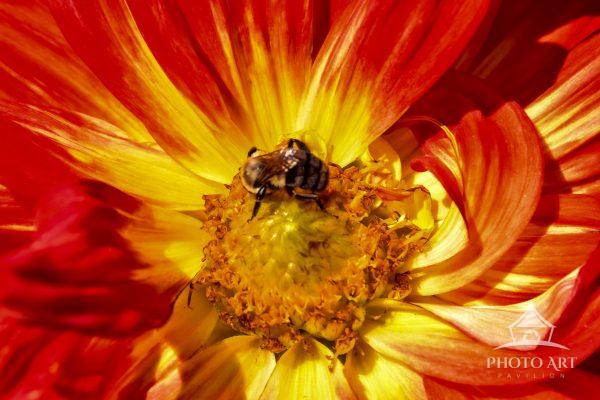Feasting bees  in this beautiful dish plate, Dalia