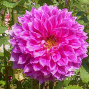Beautiful Fuschia Dahlia at the Bayard Cutting Arboretum in Dahlia season